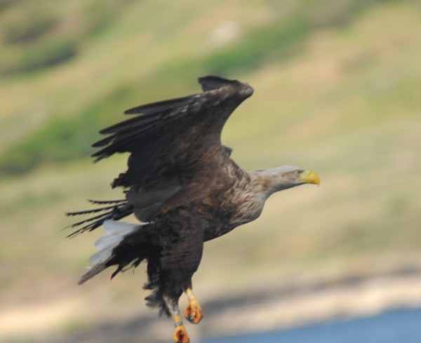 sea eagle